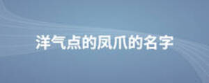 洋氣點的鳳爪的名字