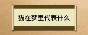 貓在夢里代表什么