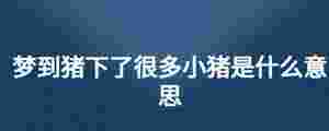 夢到豬下了很多小豬是什么意思